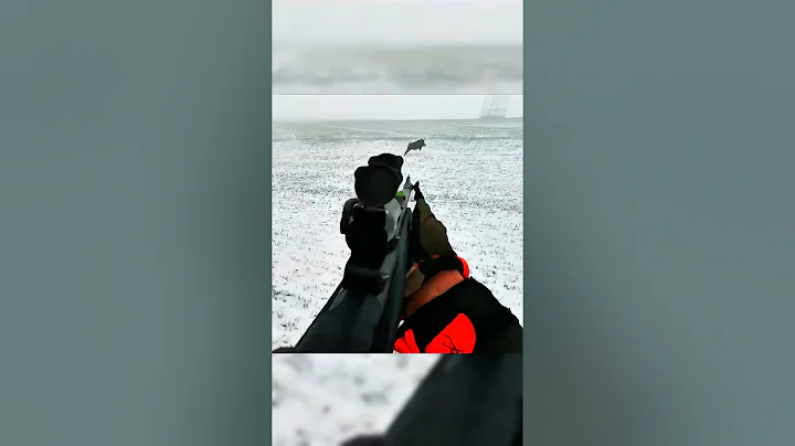 идеальный снимок охоты на кабана с тремя выстрелами.    #chasse #cinghiale #wildboar #sanglier