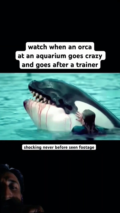 😭😭💔Disturbing of orca incident attack dolphin Jessica Trainer #dolphin #shorts
