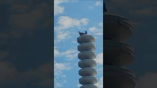 eagle 🦅🇺🇸 on the prey #waterfront #americanbird #downtown #birds