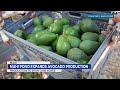 New Maui orchard expansion aims to boost food security