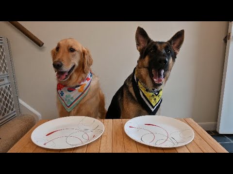 Golden retriever reviews food with German Shepherd 4K | Taste Test | Dakota and Coco | Edwin&Alyssa