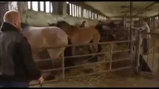 FUNNIEST HORSE VIDEO EVER (ORIGINAL)