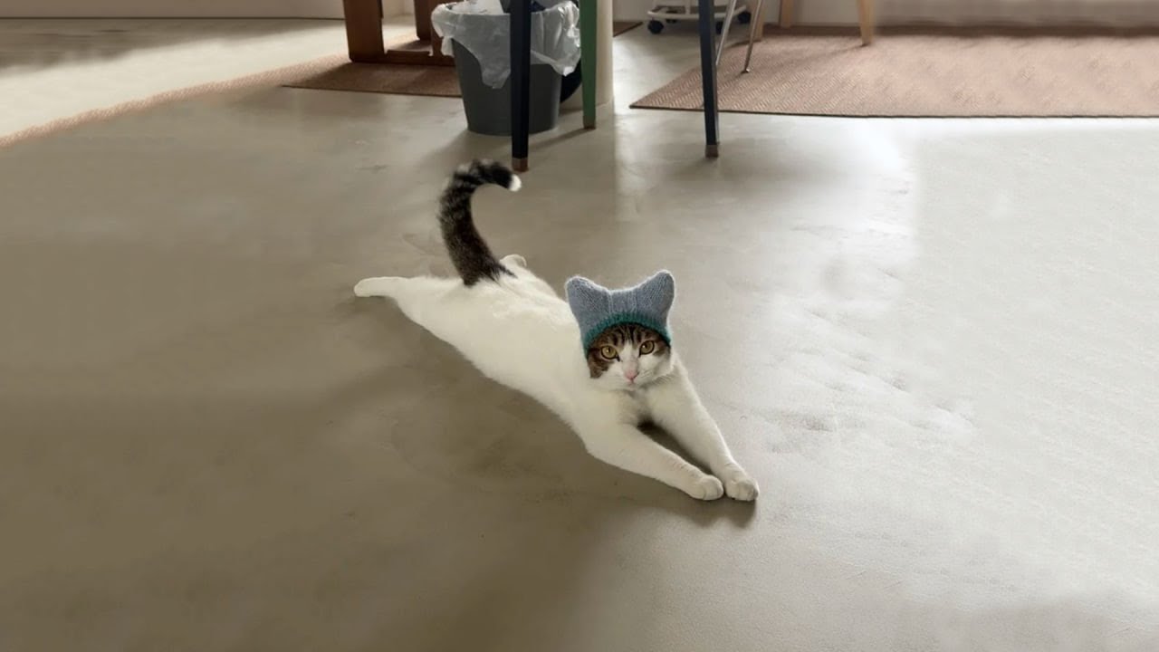 The Funniest Cat Videos 🐱 Try Not To Laugh Part 29