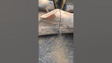 satisfying tree cutting #treecutting #satisfying #satisfyingvideo