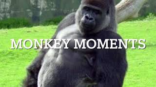 Monkey Moments Plays - Plants Vs Zombies