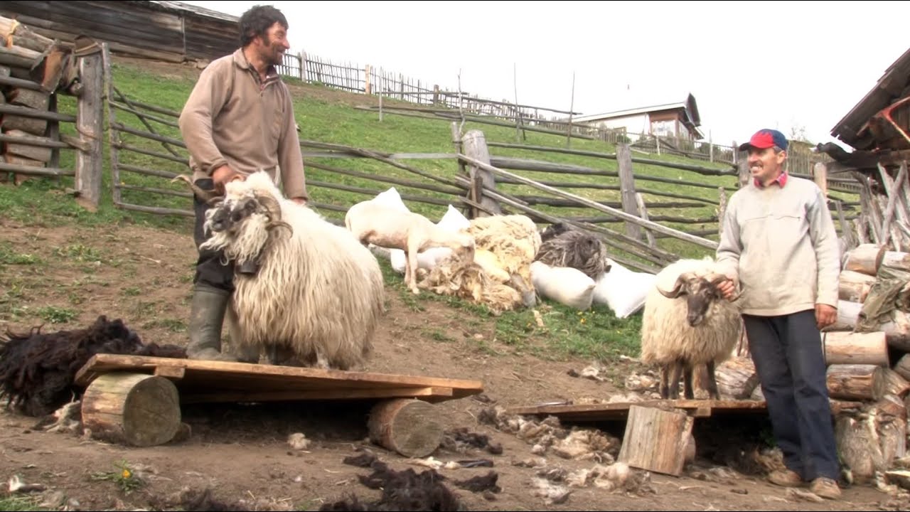 POENARI LEON, partea III-a, part III - Tunsul oilor, La arat, Urcatul oilor la stână
