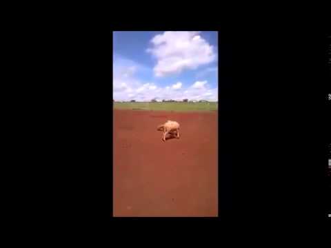 3 Somali RAMs Epic fight... One RAM K.O. the other 2 (Ram fight) camera iphone 8 plus apk