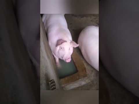 Когда отобрали карандаши ✏️, бумагу и игрушки🥴. Развлекаюсь как могу!🐷😅 bayoun.ru