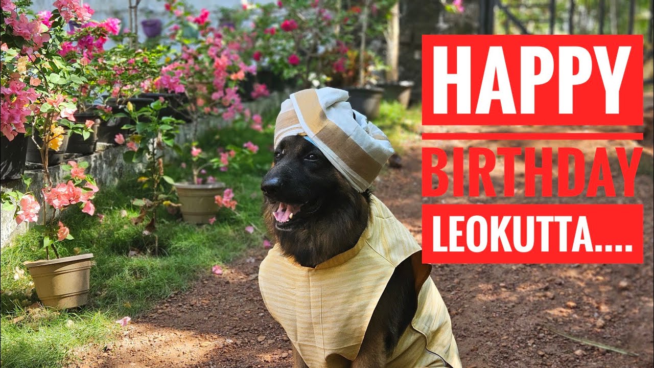 ലിയോ കുട്ടൻ്റെ ജന്മദിന ആഘോഷം🌸🏵️|leo|birthday|Laika|Chottu
