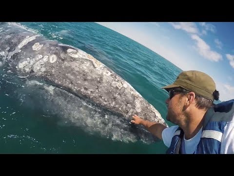 Grey Whale Asks To Be Petted