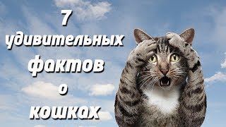 Слайд-шоу «7 удивительных фактов о кошках» Слайд-шоу «7 удивительных фактов о кошках»