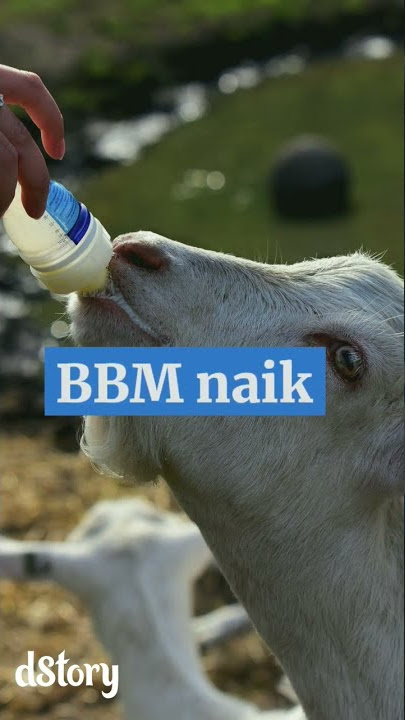 BBM naik tinggi, susu tak terbeli