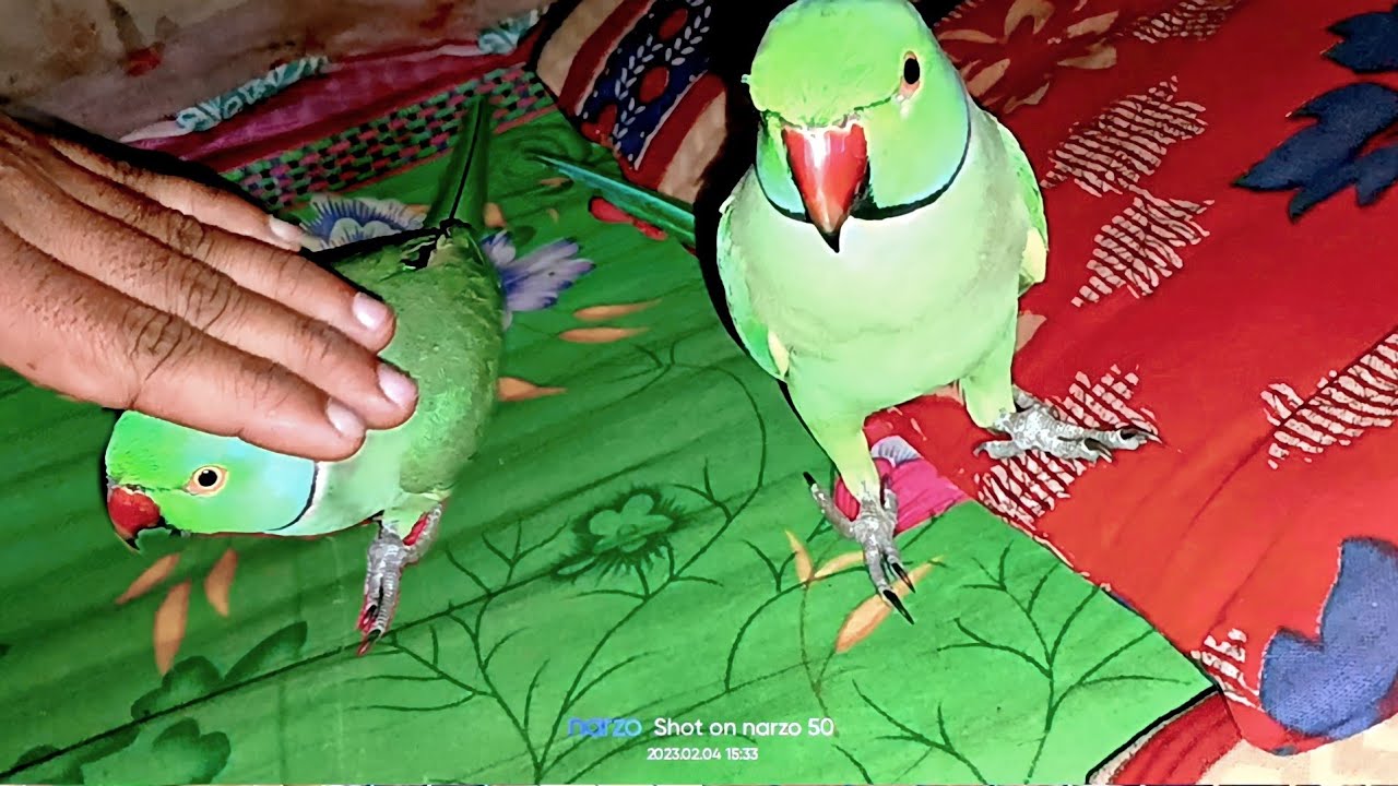 mitthu bed pe kya kar Raha hai re mitthu mujhe kya kahatha parrot 