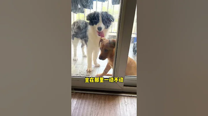 边牧到底有多聪明...... - 天天要闻