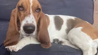 Basset hound sneezing