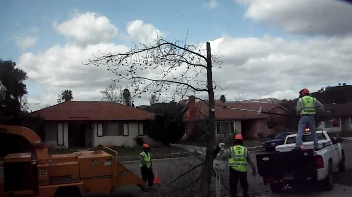 The city cutting down our tree