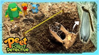 Day in the Life of an Antlion Larva  | S1 EP2 | Nature Stories For Kids | Peet The Forest Detective