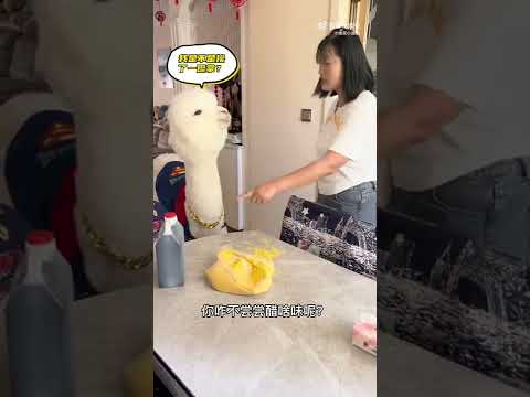 Video Lạc Đà Alpaca lén ăn vụn bị chủ trách phạt siêu đáng... - youtube