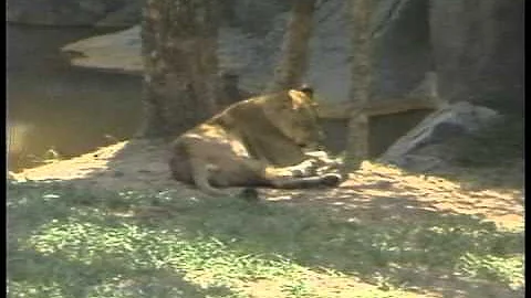 webtvbiz.tv   Carol Strom NC Zoo