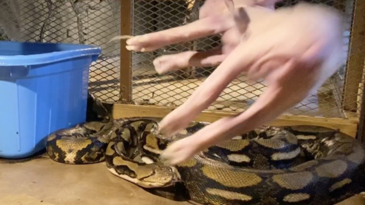 蛇の捕食映像27連発!! YouTube