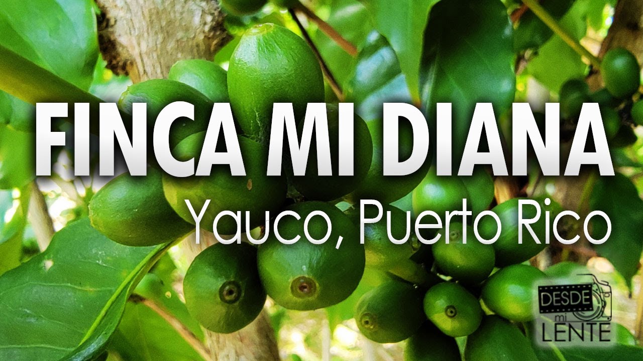 Finca Mi Diana Yauco Puerto Rico - YouTube