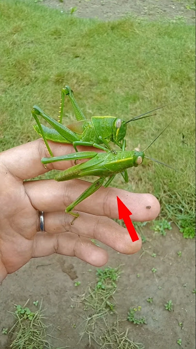 Big grasshopper but still young‼️