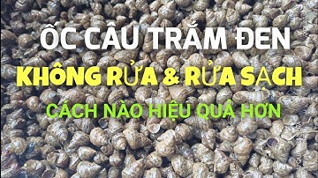 NÊN CÂU TRẮM ĐEN BẰNG ỐC NGUYÊN BÙN HAY ỐC RỬA SẠCH? CÁCH NÀO HIỆU QUẢ HƠN?