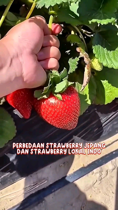 STRAWBERRY JEPANG LEBIH JUMBO DAN MANIS DI BANDING STRAWBERRY INDO!
