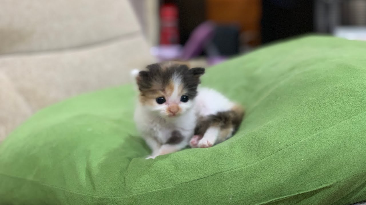 子猫を見つめる先住猫の眼差がやさしいです【保護猫】（Protective cat）