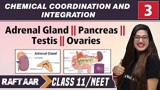 Chemical Coordination & Integration 03 || Adrenal Gland || Pancreas || Testis || Ovaries || Class 11