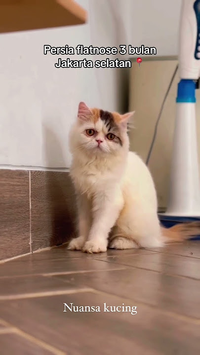 Kucing Persia flatnose gemoyy #jualkucingjakarta
