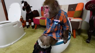 A miracle happens when we teach a monkey how to use the toilet