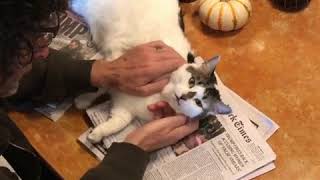 Celebrity Howard Stern petting his cat at home Wealth