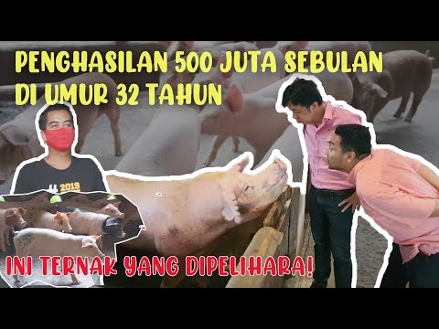 SUKSES BETERNAK BABI DI MASA PANDEMIK DENGAN PENGHASILAN 500 JUTA PER BULAN