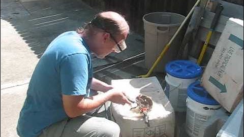 Coral fragging: Dremel Rotary Tool