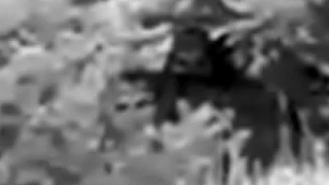 A closer look at  "Montana Bigfoot by Albert Fuhs ...
