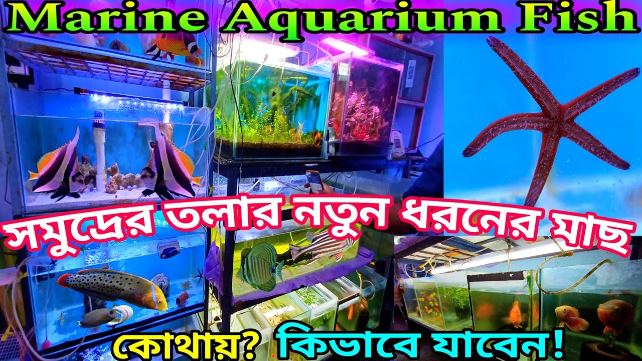 Marine Aquarium Fish Shop Chandannagar Marine Aquarium Fish Price