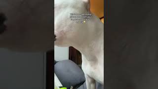 I Mean Just Look At That Helicopter Tail