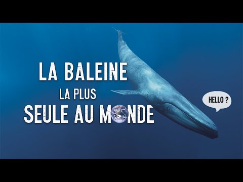 Vidéo: La Baleine La Plus Solitaire Du Monde - Vue Alternative