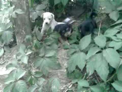 Песикі - YouTube