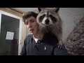Tito the Raccoon is no longer with us...