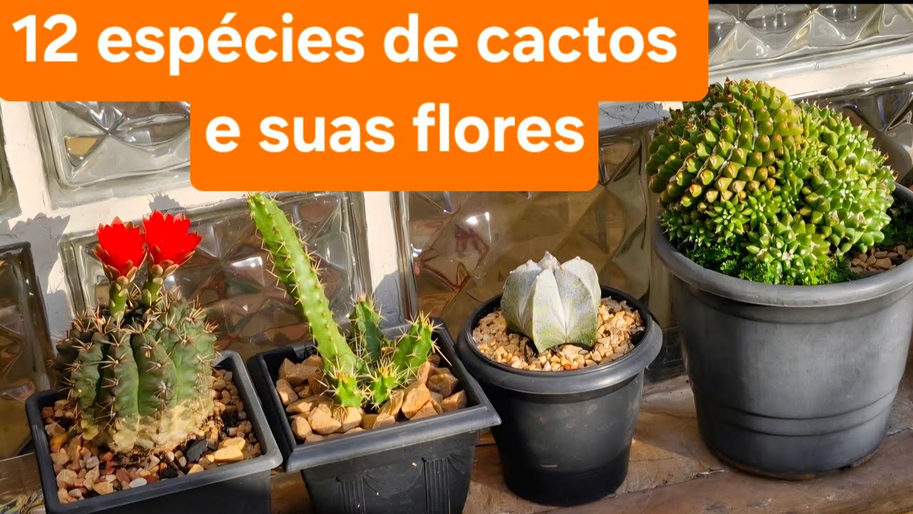 12 espécies de cactos e suas flores