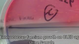 Enterococcus faecium Colony characteristics on CLED agar