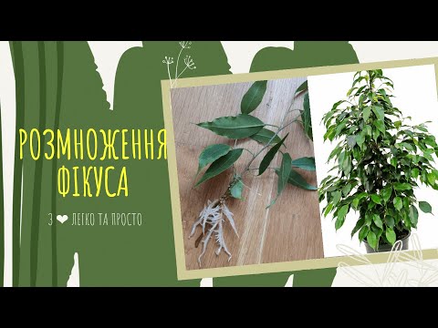 ФІКУС Бенжаміна як РОЗМНОЖИТИ 🌿🌱 Догляд за ФІКУСОМ  🌿🌱