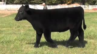 Lot 5 Ready 2 Rumble Steer Sells October 20 On SC Online Sales
