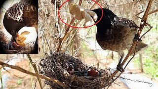 Mother's Struggle in Feeding Outsized Wasp Birds in Nest FULLVIDEO 6
