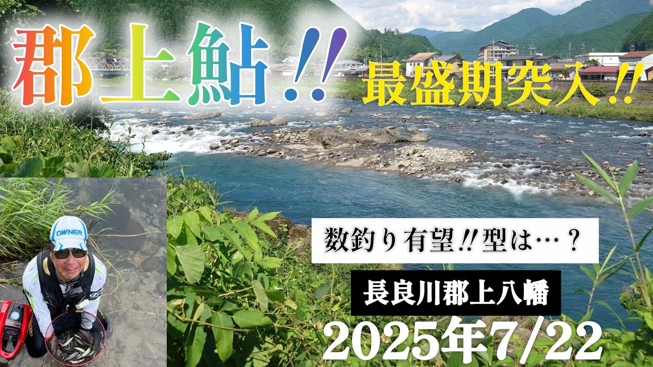 郡上鮎‼️最盛期突入‼️数釣り有望‼️型は…。長良川郡上八幡2025年7/22