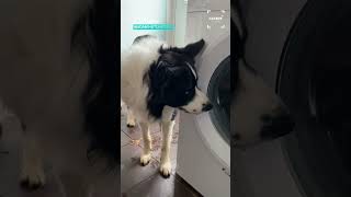 Watching His Toys Get Washed