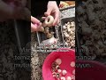 Mantar Yıkanır Mı?