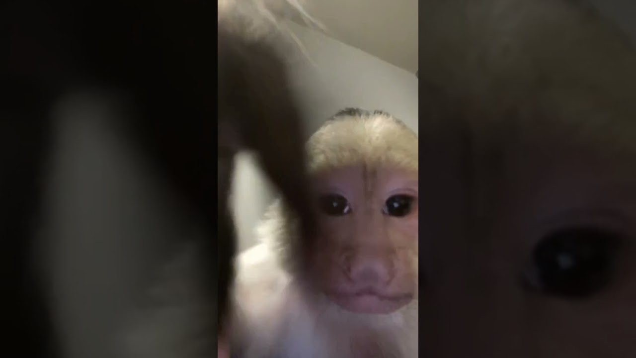 cute white faced capuchin monkey